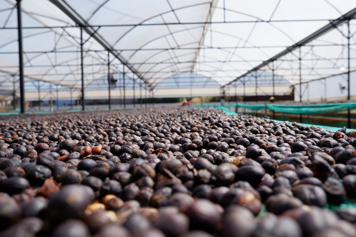 小島 Blend Box Set