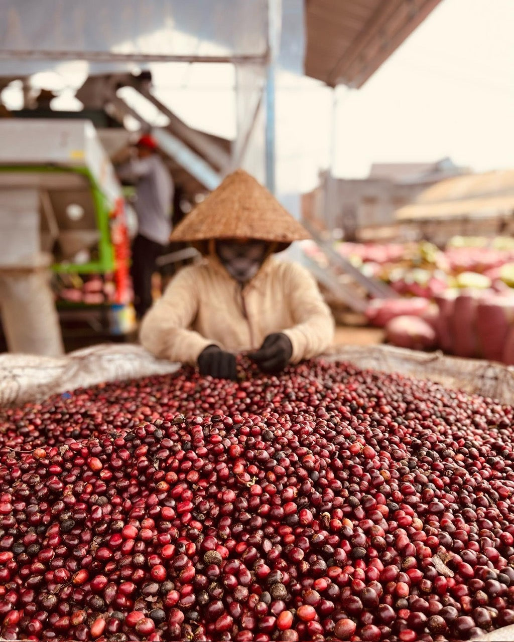 小島 Blend Box Set