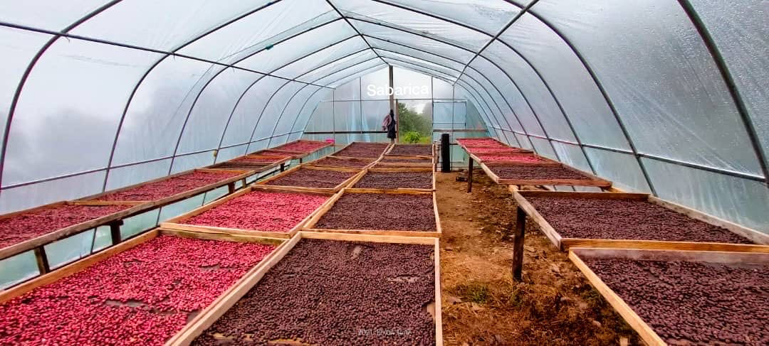 (Exclusive) Sabah Malaysia Tapai