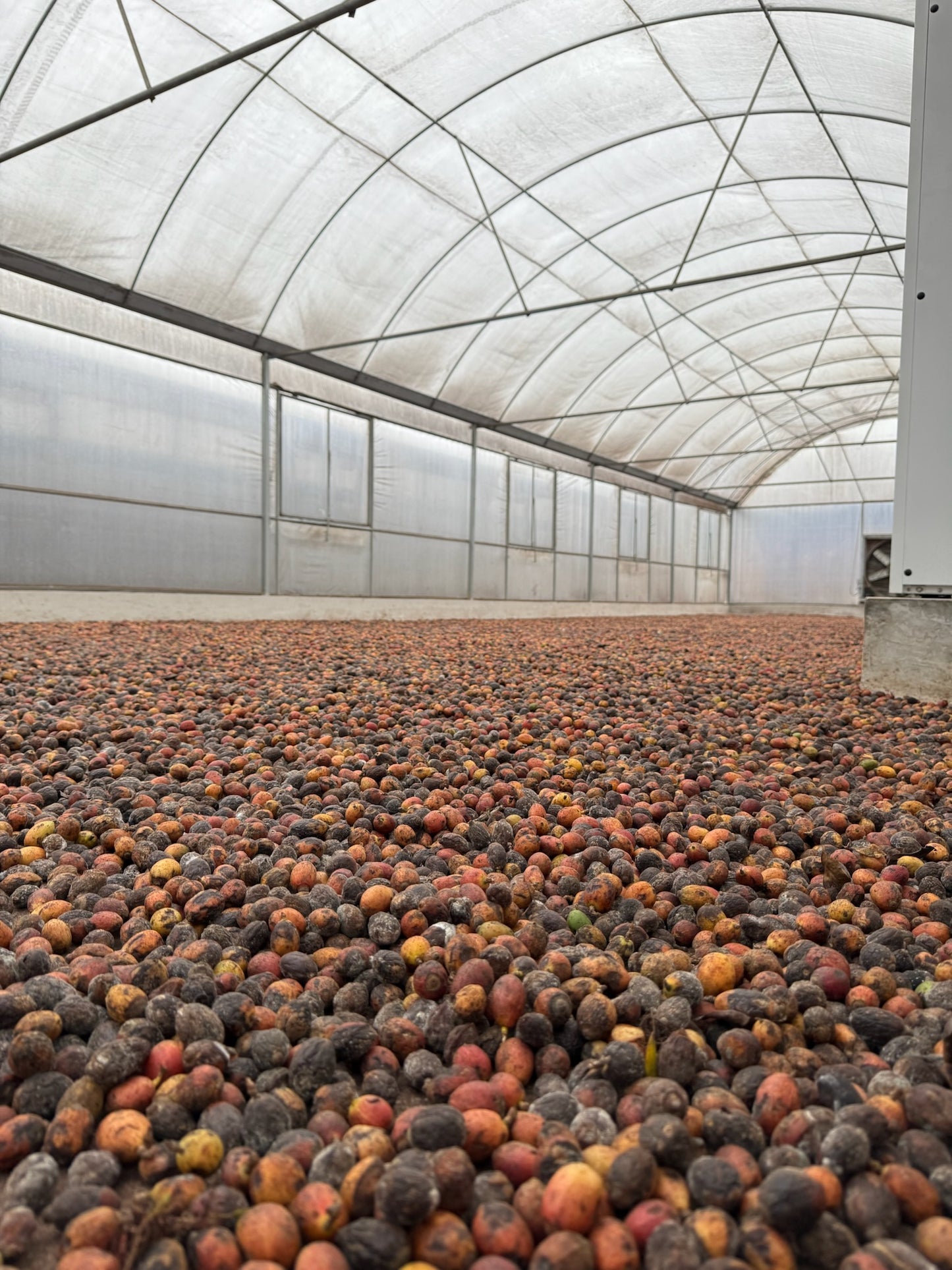 Natural Sun Dry MyLiberica Malaysia