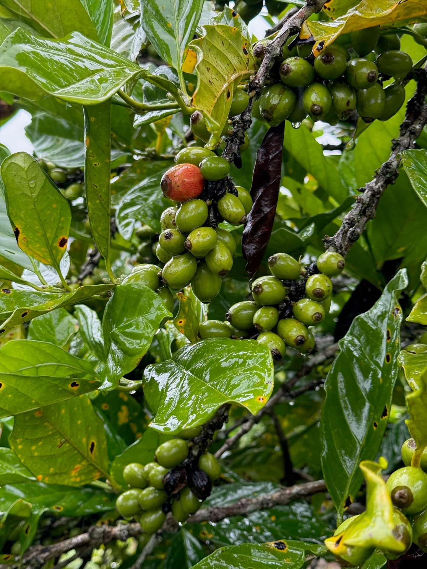 Natural Sun Dry MyLiberica Malaysia