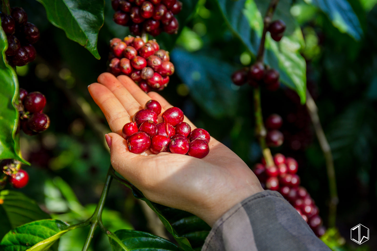 小島 Blend Box Set